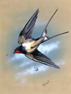 Malcolm Greensmith Artwork Prints: A Swallow in flight