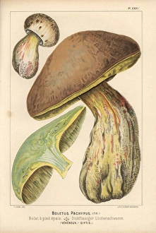 Bitter beech bolete, Boletus calopus, poisonous Bitter beech bolete, Boletus calopus, poisonous