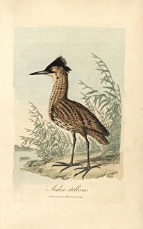 Bittern, Ardea stellaris, Botaurus stellaris Bittern, Ardea stellaris, Botaurus stellaris