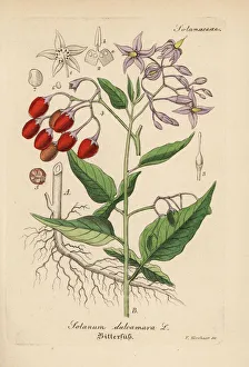 Bittersweet nightshade, Solanum dulcamara Bittersweet nightshade, Solanum dulcamara