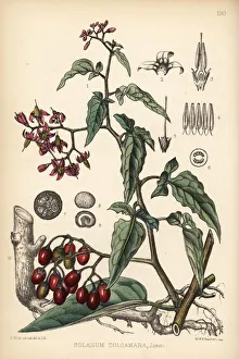 Bittersweet or woody nightshade, Solanum dulcamara Bittersweet or woody nightshade, Solanum dulcamara