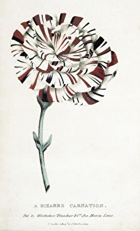 <b class=qtipBold><figcaption>A bizarre carnation.'</figcaption></b><br>A bizarre carnation.'. Chromolithograph from Thomas Hogg, A Treatise on the Carnation, and Other Flowers. 2nd edition. Date: circa 1832<br><em>© The John Innes Centre/The John Innes Foundation/Mary Evans</em> A bizarre carnation.'