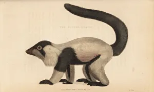 Black-and-white ruffed lemur, Varecia variegata Black-and-white ruffed lemur, Varecia variegata