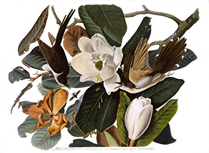 Black-Billed Cuckoo, by John James Audubon Black-Billed Cuckoo, by John James Audubon