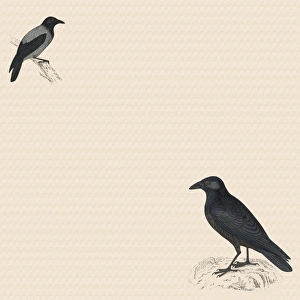 <b class=qtipBold><figcaption>Two Black Birds</figcaption></b><br>Two Black Birds.<br><em>© Mary Evans Picture Library</em> Two Black Birds