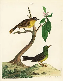 Black-capped bulbul, Pycnonotus melanicterus Black-capped bulbul, Pycnonotus melanicterus