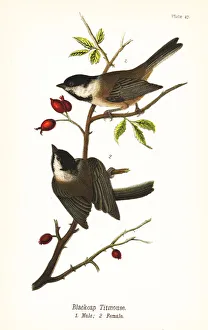 Black-capped chickadee, Poecile atricapillus Black-capped chickadee, Poecile atricapillus