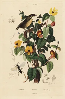 Fries Gallery: Black-cheeked gnateater, handsome sweetpea and wasp