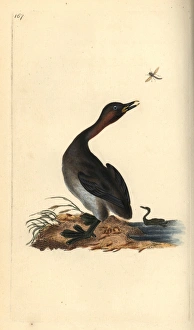 Black chin grebe, Podiceps hebridicus Black chin grebe, Podiceps hebridicus