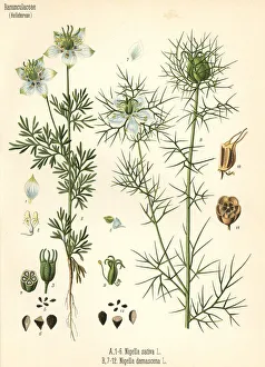 Black cumin, Nigella sativa, and love-in-a-mist Black cumin, Nigella sativa, and love-in-a-mist