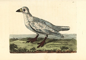 Black-faced sheathbill, Chionis minor Black-faced sheathbill, Chionis minor