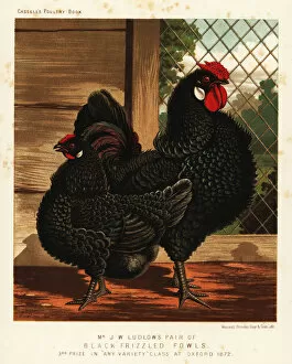 Ainsworth Gallery: Black frizzled fowl, cock and hen