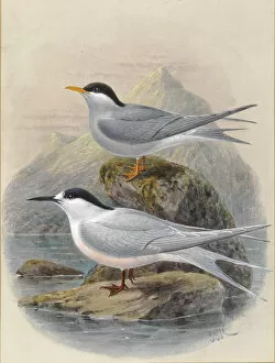 Sea Gull Gallery: Black-Fronted and White-Fronted Terns