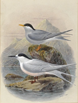 Black-Fronted and White-Fronted Terns Black-Fronted and White-Fronted Terns