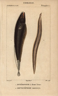 Black ghost, Apteronotus albifrons, and conger Black ghost, Apteronotus albifrons, and conger