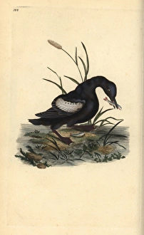 Black guillemot or tystie, Cepphus grylle Black guillemot or tystie, Cepphus grylle