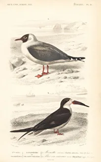 Black-headed gull, Chroicocephalus ridibundus Black-headed gull, Chroicocephalus ridibundus