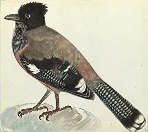 Black-headed Jay, Garrulus lanceolatus Black-headed Jay, Garrulus lanceolatus