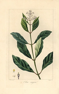 Black ironwood or olive tree, Olea capensis Black ironwood or olive tree, Olea capensis