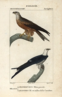 Black kite, Milvus migrans, and swallow-tailed Black kite, Milvus migrans, and swallow-tailed