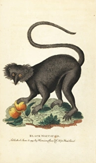 Black maucauco or black lemur, Eulemur macaco Black maucauco or black lemur, Eulemur macaco