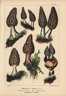 Black morel, Morchella conica, edible Black morel, Morchella conica, edible