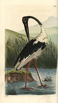 Black-necked stork, Ephippiorhynchus asiaticus Black-necked stork, Ephippiorhynchus asiaticus
