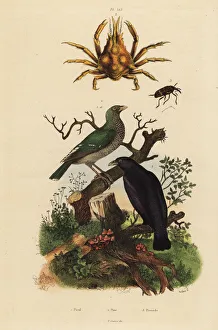 Fries Gallery: Black oriole, green oriole, four-horned spider