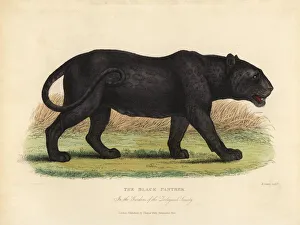 Black Panther, Panthera pardus or Panthera onca Black Panther, Panthera pardus or Panthera onca