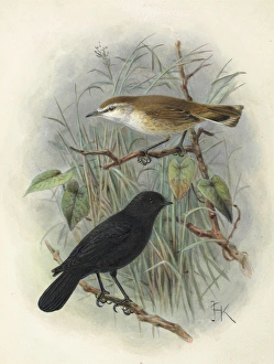 Black Robin and Chatham Island Warbler Black Robin and Chatham Island Warbler