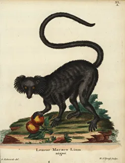 Black ruffed lemur, Varecia variegata. Critically endangered Black ruffed lemur, Varecia variegata. Critically endangered
