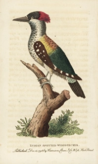 Black-rumped flameback, Dinopium benghalense Black-rumped flameback, Dinopium benghalense
