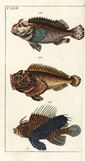 Black scorpion fish, estuarine stonefish, and red lionfish Black scorpion fish, estuarine stonefish, and red lionfish