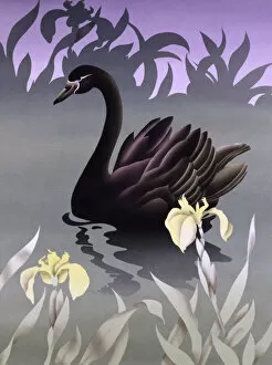 Silhouetted Gallery: Black Swan