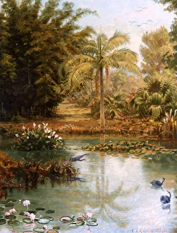 <b class=qtipBold><figcaption>Black Swans, Charles E Gordon Frazer</figcaption></b><br>Black Swans in a Tropical Lake, Australia, by Charles E Gordon Frazer (1863-1899). Date: 1895<br><em>© Mary Evans Picture Library</em> Black Swans, Charles E Gordon Frazer