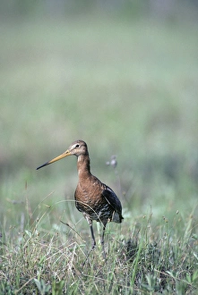 Black-tailed Godwit - nervous about intruders Black-tailed Godwit - nervous about intruders