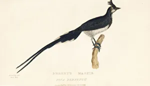 Black-throated magpie-jay, Calocitta colliei Black-throated magpie-jay, Calocitta colliei