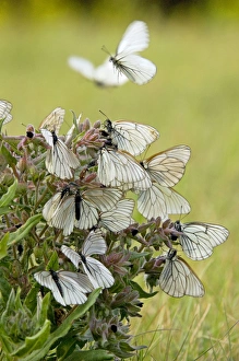 Black-veined White Butterflies - gathered on flowering Black-veined White Butterflies - gathered on flowering