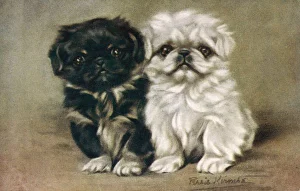 black-white-pekingese-609563.
