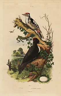 Fries Gallery: Black woodpecker and great spotted woodpecker with egg