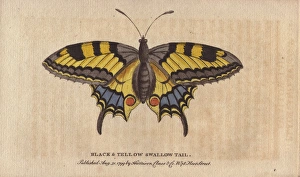 Black and yellow swallowtail butterfly, Papilio machaon Black and yellow swallowtail butterfly, Papilio machaon