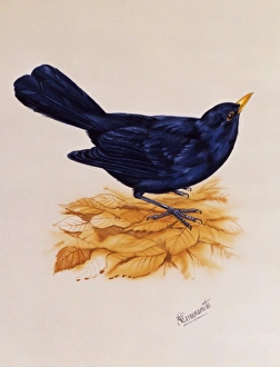 <b class=qtipBold><figcaption>Blackbird standing on dry leaves</figcaption></b><br>A male Blackbird (Turdus merula) stands on some brown autumnal leaves. Painting by Malcolm Greensmith<br><em>© Mary Evans/Malcolm Greensmith</em> Blackbird standing on dry leaves