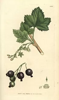Blackcurrant, Ribes nigrum