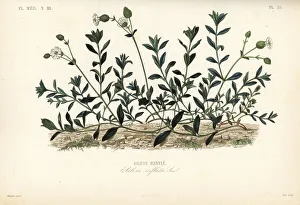 Bladder campion, Silene vulgaris, Silene inflata, Silene renfle. Handcoloured steel engraving by Alphonse-Leon Noel after a botanical illustration by Edouard Maubert from Pierre Oscar Reveil, A. Dupuis, Fr. Gerard and Francois Herincq's La Regne Vegetal: Flore Medicale, L. Guerin, Paris, 1864-1871. Bladder campion, Silene vulgaris, Silene inflata, Silene renfle. Handcoloured steel engraving by Alphonse-Leon Noel after a botanical illustration by Edouard Maubert from Pierre Oscar Reveil, A. Dupuis, Fr. Gerard and Francois Herincq's La Regne Vegetal: Flore Medicale, L. Guerin, Paris, 1864-1871. Bladder campion, Silene vulgaris, Silene inflata, Silene renfle. Handcoloured steel engraving by Alphonse-Leon Noel after a botanical illustration by Edouard Maubert from Pierre Oscar Reveil, A. Dupuis, Fr. Gerard and Francois Herincq's La Regne Vegetal: Flore Medicale, L. Guerin, Paris, 1864-1871. Date: Bladder campion, Silene vulgaris