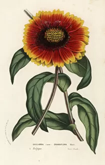 Gaillardia Gallery: Blanket flower, Gaillardia grandiflora variety
