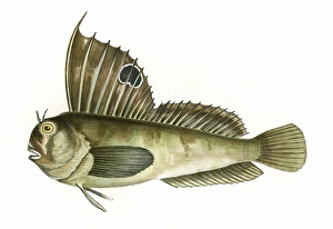 Blennius ocellaris, or Butterfly Blenny Blennius ocellaris, or Butterfly Blenny