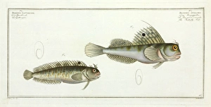 Blennius ocellaris or the Butterfly fish Blennius ocellaris or the Butterfly fish