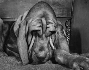 Images Dated 13th January 2017: Bloodhound looking sleepy