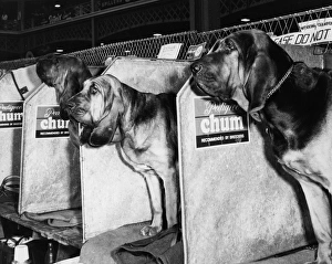 Bloodhounds in compartments at a dog show Bloodhounds in compartments at a dog show
