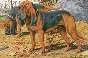 <b class=qtipBold><figcaption>Two Bloodhounds Standing</figcaption></b><br>Two Bloodhounds in a wood on an Autumn day. One dog standing, the other sniffing the ground. Date: 1919<br><em>© Mary Evans Picture Library 2015 - https://copyrighthub.org/s0/hub1/creation/maryevans/MaryEvansPictureID/10138759</em> Two Bloodhounds Standing